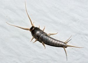 Чешуйница - одно из самых древних насекомых на Земле