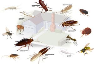 Борьба с насекомыми в ванной